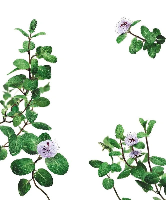 Klorane Balsamo Alla Menta Acquatica BIO Detox Anti-inquinamento 150ml 4 Klorane Balsamo Alla Menta Acquatica BIO Detox Anti-inquinamento 150ml - immagine 2