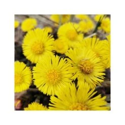 Rausch Lozione Antiforfora Alla Tussilaggine 200ml 8 Rausch Lozione Antiforfora Alla Tussilaggine 200ml -Offerte Cosmetici Negozio rausch lozione antiforfora alla tussilaggine 200ml 3 1663853839